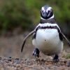 02-a-running-penguin