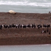 06-a-long-line-of-penguins-and-comorants-wait-to-go-back-into-the-water-while-some-lazy-seals-take-a-nap