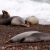 08-these-seals-are-resting-up-for-their-months-long-journey-across-the-oceans