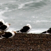 09-a-bunch-of-squeaking-sea-gulls