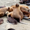 11-a-bunch-of-sea-lion-moms-with-their-pups