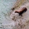 12-this-little-guy-was-a-bit-timid-getting-into-the-cold-water