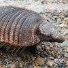 16-this-was-the-first-armadillo-we-had-ever-seen