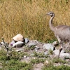 27-a-rhea-or-nandu-as-they-are-called-in-argentina